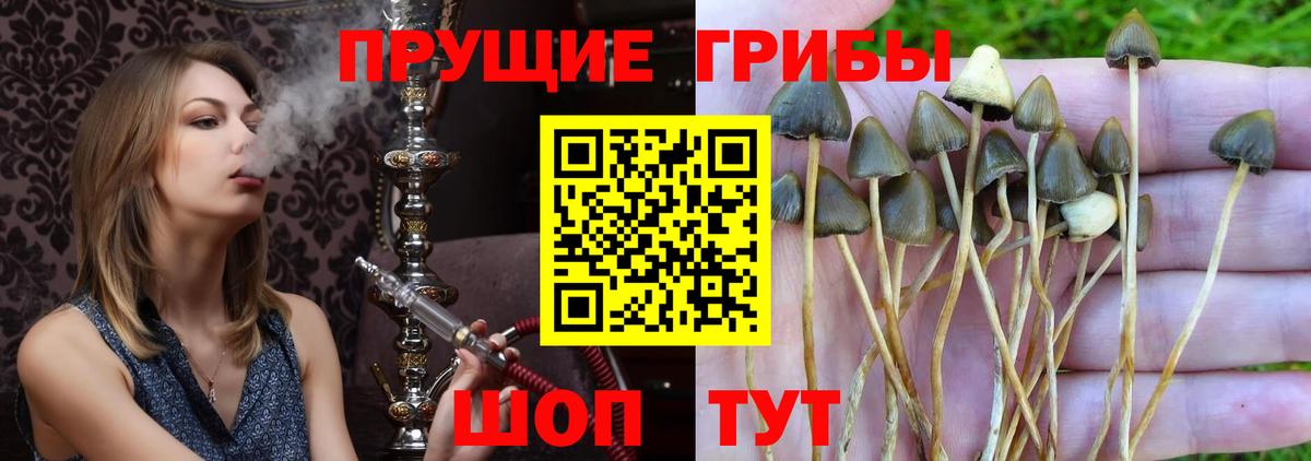 Галлюциногенные грибы Cubensis Заречный